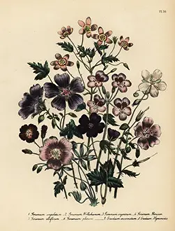 Loudon: Cranesbill or Geranium species