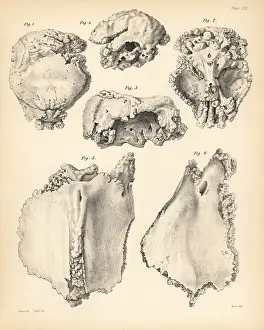 Dinkel: Cranium and sternum of the extinct Rodrigues