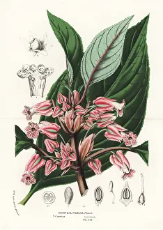 Caracas: Crantzia tigrina