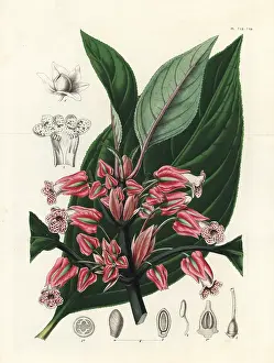 Serres: Crantzia tigrina
