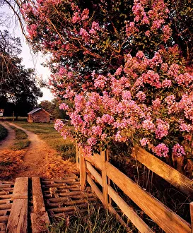 Crape: Crape Myrtle or Indian Lilac Growing beside Rustic Road