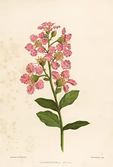 Myrtle: Crape myrtle, Lagerstromia indica