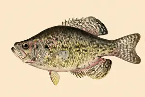 Sunfish: The Crappie