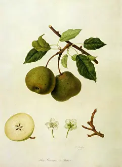 Pyrus: Crassane Pears