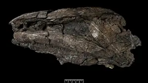 Amphibia: Crassigyrinus