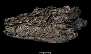 Amphibia: Crassigyrinus