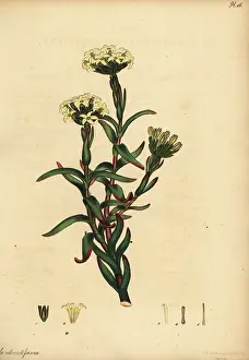 Succulent: Crassula fascicularis