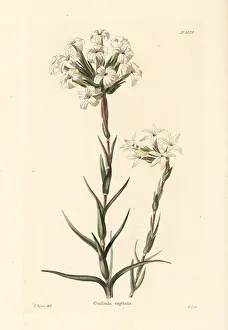 Shotter: Crassula fascicularis