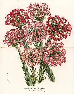 Fascicularis: Crassula fascicularis varieties