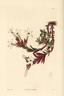 Shotter: Crassula obtusa