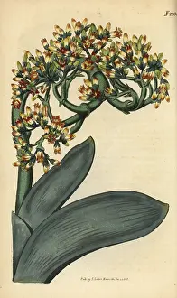 Succulent: Crassula perfoliata
