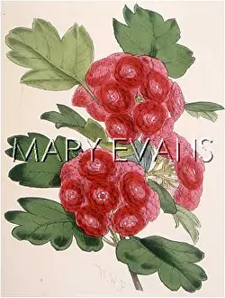 Coccinea: CRATAEGUS LAEVIGATA