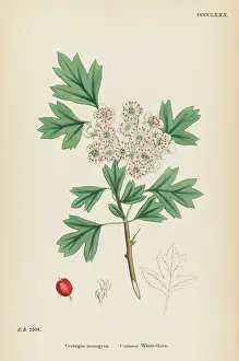 Crataegus: CRATAEGUS MONOGYNA
