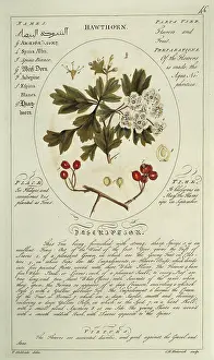 Fabidae: Crataegus monygna, hawthorn