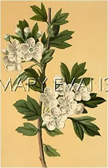 Oxyacantha: CRATAEGUS OXYACANTHA