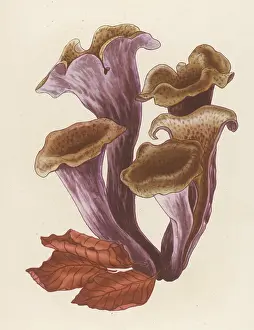 Funghi: CRATERELLUS CORNUCOPIODE