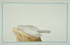 1722 C: Crateropus sp