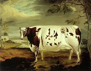 Pounds: The Craven Heifer