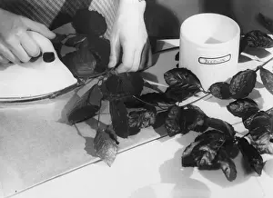 Bonkers: CRAZY AUTUMN TIP