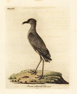 Cursor: Cream-coloured courser, Cursorius cursor