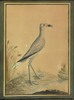 Latham: Cream-coloured courser (juvenile)
