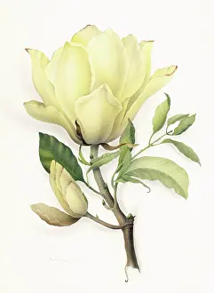 Sympathy: Cream Magnolia