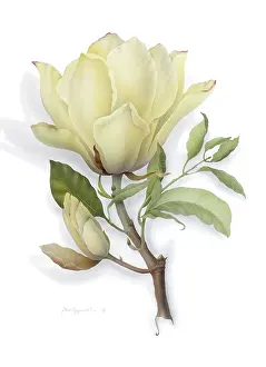Magnolia: Cream Magnolia