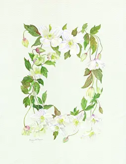 Clematis: Cream and white clematis in border design