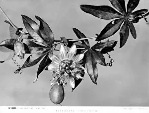 Passionflower: Creative