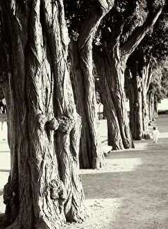 Gnarled: Creative