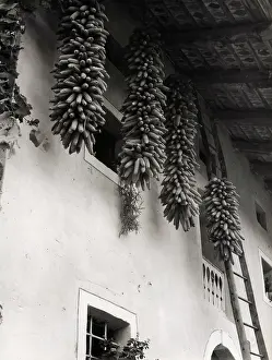 Cobs: Creative