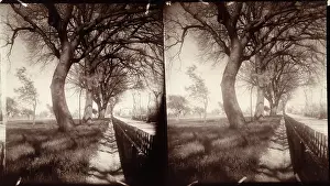 Leafless: Creative