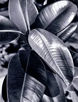 Ficus: Creative