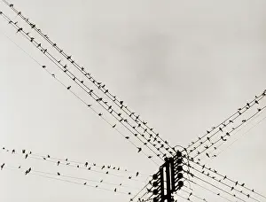 Latticework: Creative