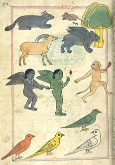 Marvels: Creatures from the Island of Zanj, 17th Century
