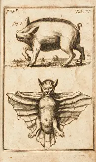 Kurze: Creatures: a pig (probably white) and a bat
