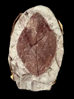 Denticulata: Credneria denticulata