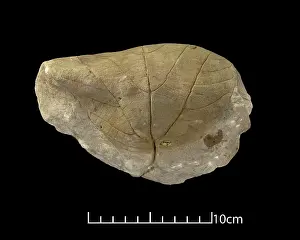 Kenrick: Credneria triacuminata