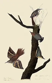 Pygmy: Creepers and Nuthatches