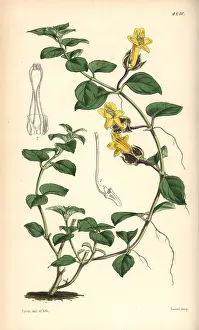 Repens: Creeping alloplectus, Alloplectus repens