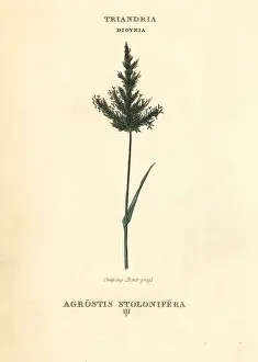 Duppa: Creeping bentgrass, Agrostis stolonifera