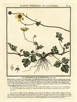 Colour Printing: Creeping buttercup, Ranunculus repens