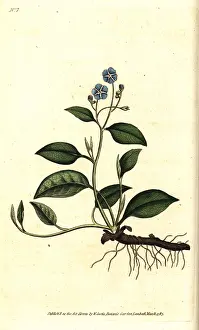 Verna: Creeping navelwort, Omphalodes verna