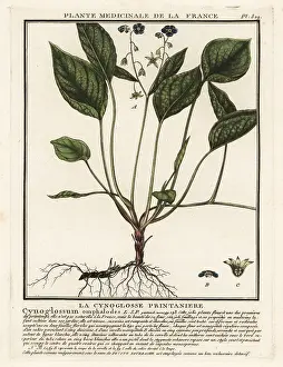 18th Century: Creeping navelwort, Omphalodes verna