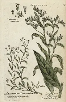 Principally: Creeping purple cromwell and comfrey