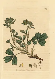 Procumbens: Creeping sibbaldia, Sibbaldia procumbens