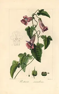 Bessa: Creeping snapdragon or chickabiddy, Maurandya scandens