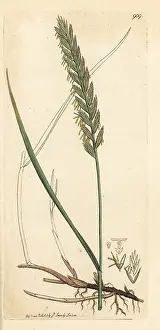 Triticum: Creeping wheat-grass or couch grass, Triticum repens