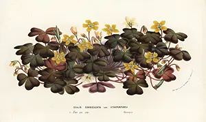 Oxalis: Creeping woodsorrel, Oxalis corniculata