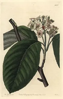 Sorbus: Crenated beam or Himalayan whitebeam, Sorbus cuspidata